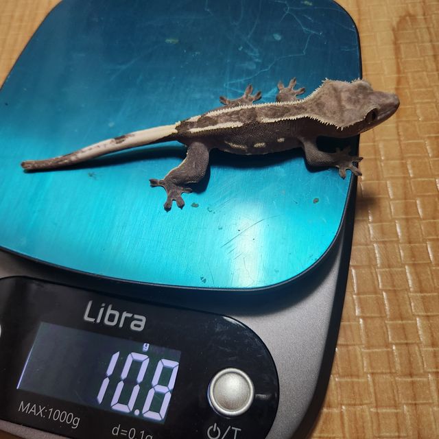 아잔틱