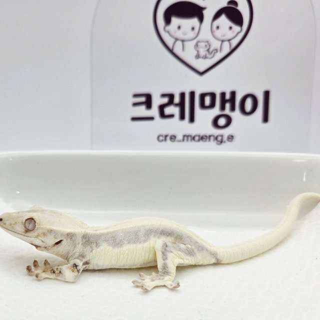 릴리화이트 화이트 솔리드백 풀핀