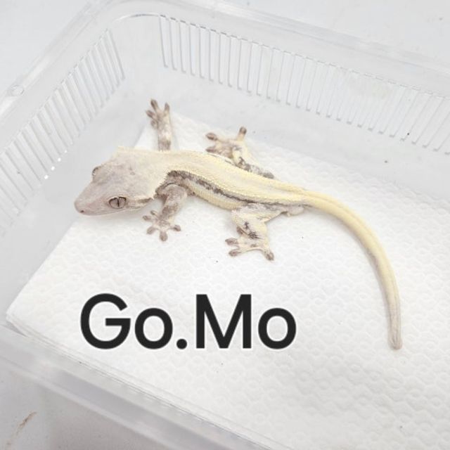릴리 세이블