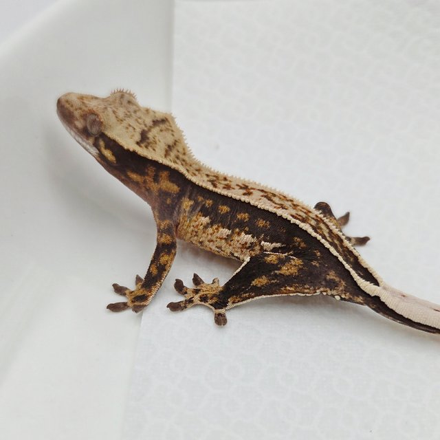 100%헷아잔틱 풀핀 화이트스팟 쿼드