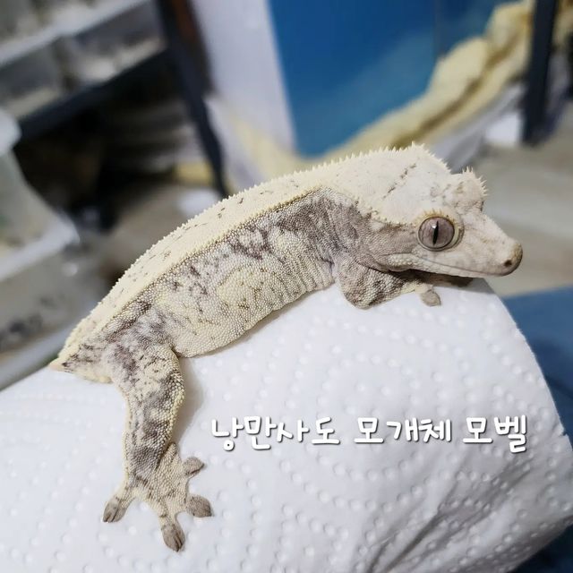 노멀 화이트스팟