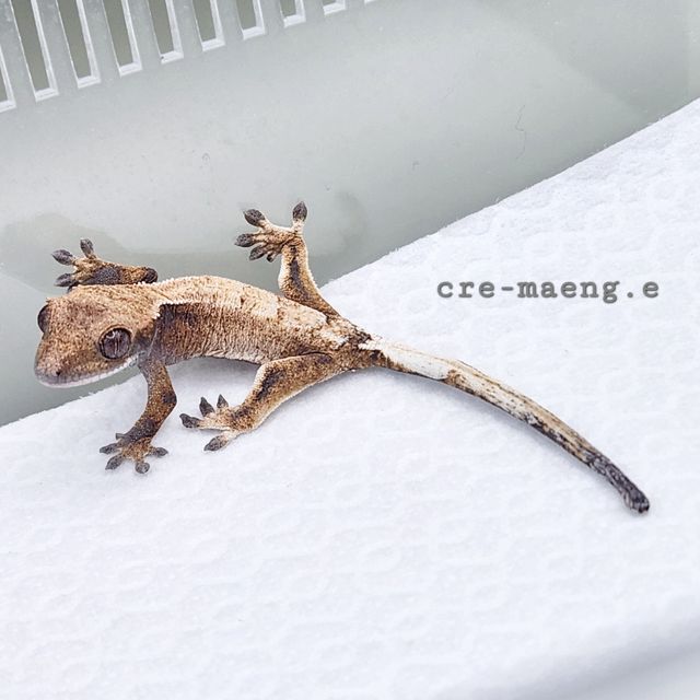 세이블