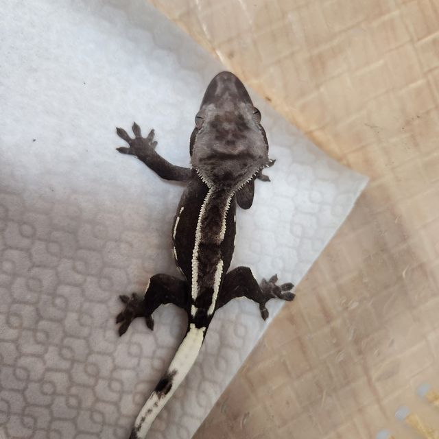 아잔틱