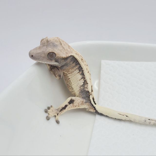 세이블