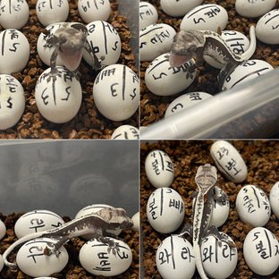 레뽀풀핀아잔틱