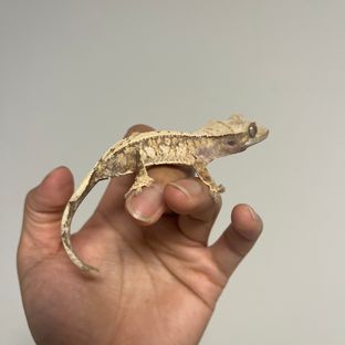 트라이
