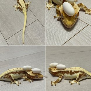 뽀또