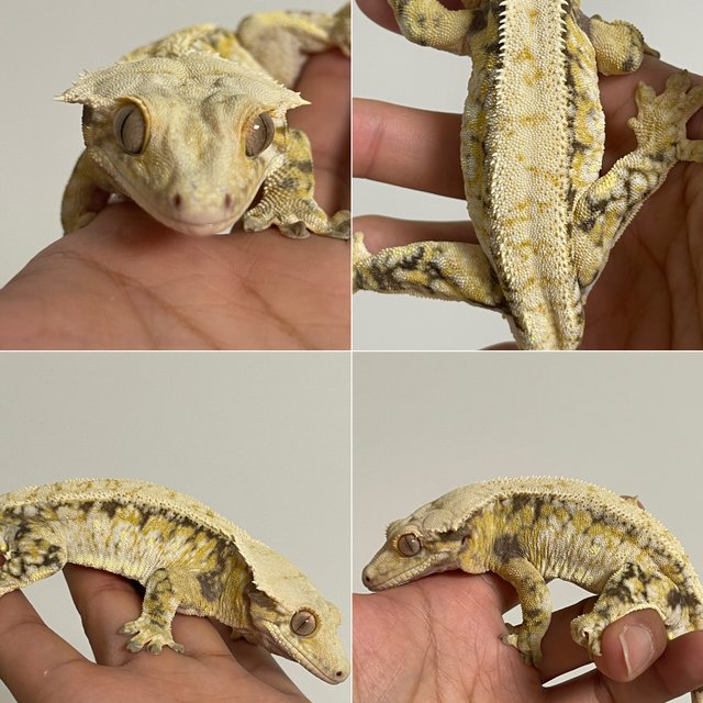 트라이 화이트스팟 드리피