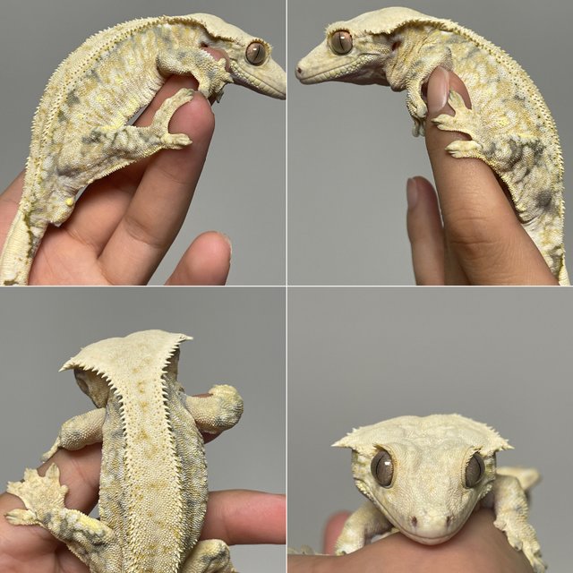 트라이 화이트스팟 드리피