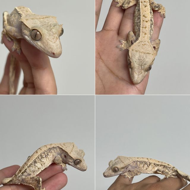 트라이