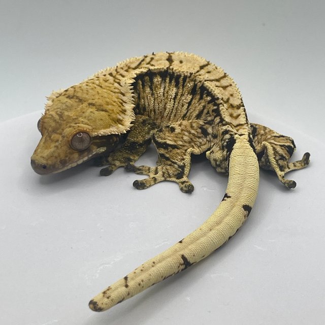 노멀 트라이 익스트림할리퀸