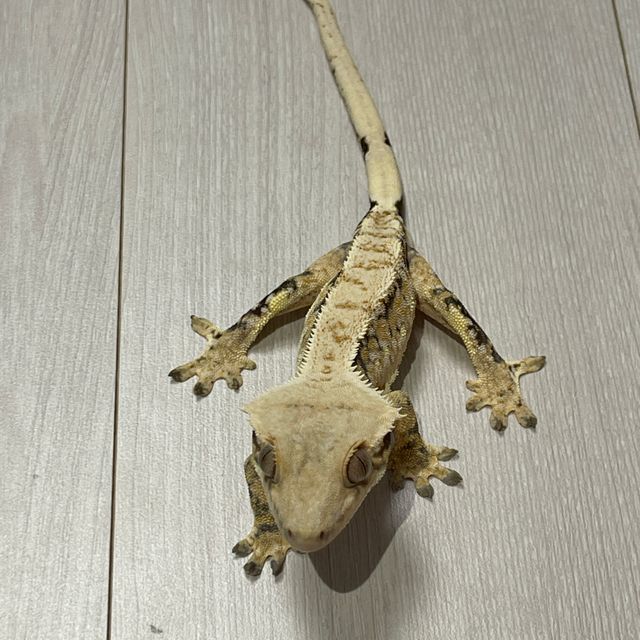 트라이 화이트스팟 드리피