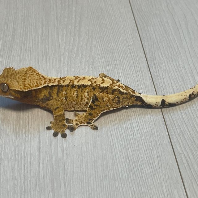 노멀 트라이 익스트림할리퀸 텐저린 화이트스팟