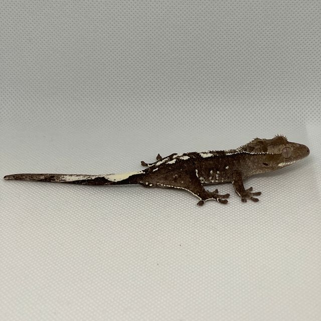 아잔틱