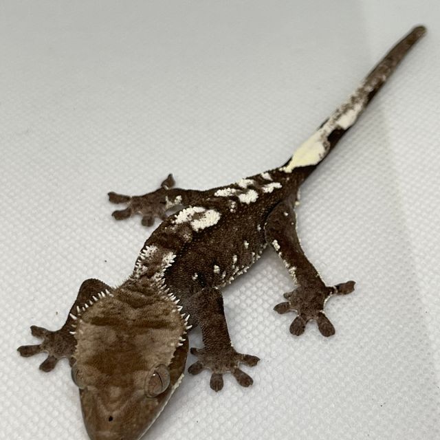 아잔틱