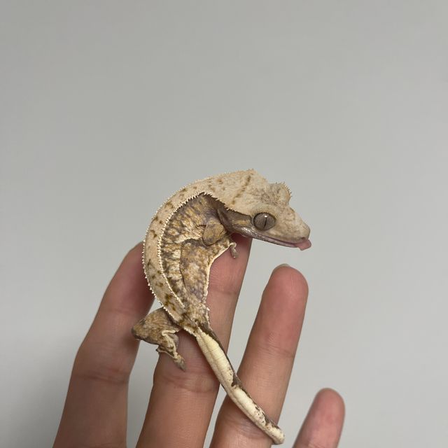 트라이