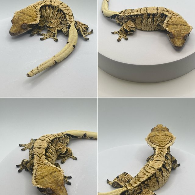 노멀 트라이 익스트림할리퀸