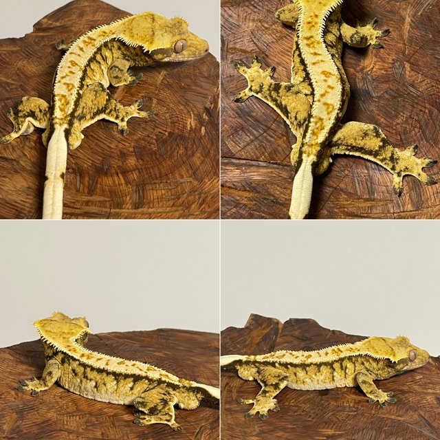 트라이 익스트림할리퀸