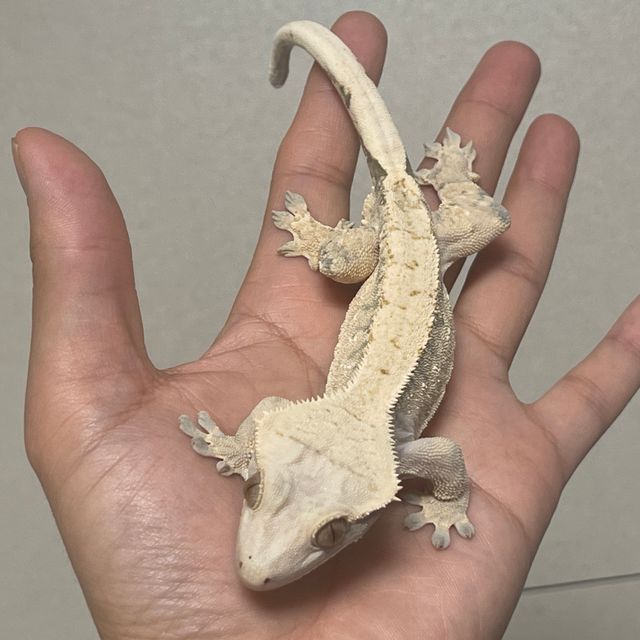 노멀 드리피 화이트스팟