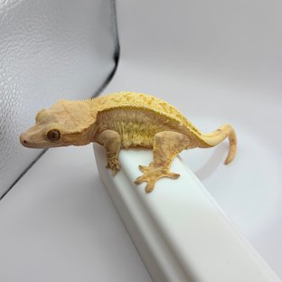 크림 옐로우 레드