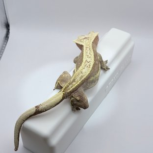 크림 레드 핀스트라이프