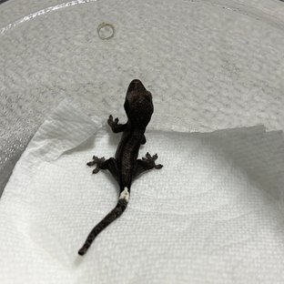 아잔틱 패턴리스
