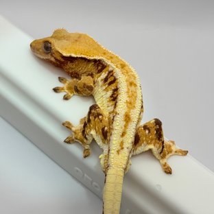 릴리화이트 트라이