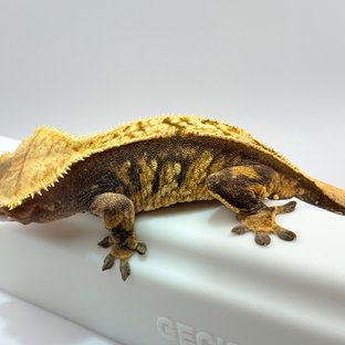 트라이 익스트림할리퀸