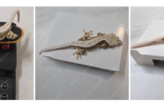 릴리화이트 트라이 화이트