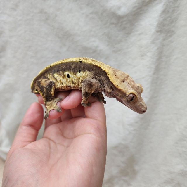 노멀 익스트림할리퀸