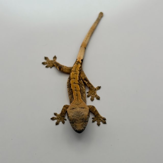 익스트림할리퀸 화이트포트홀