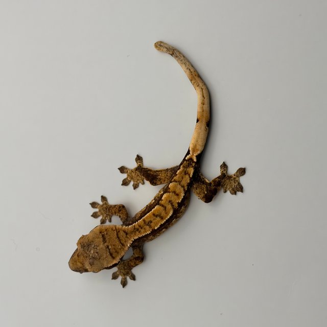 익스트림할리퀸 화이트포트홀 레드