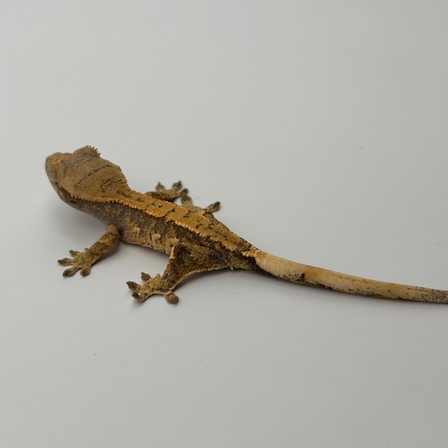 익스트림할리퀸 화이트포트홀