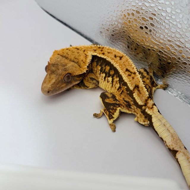 트라이 익스트림할리퀸 화이트포트홀