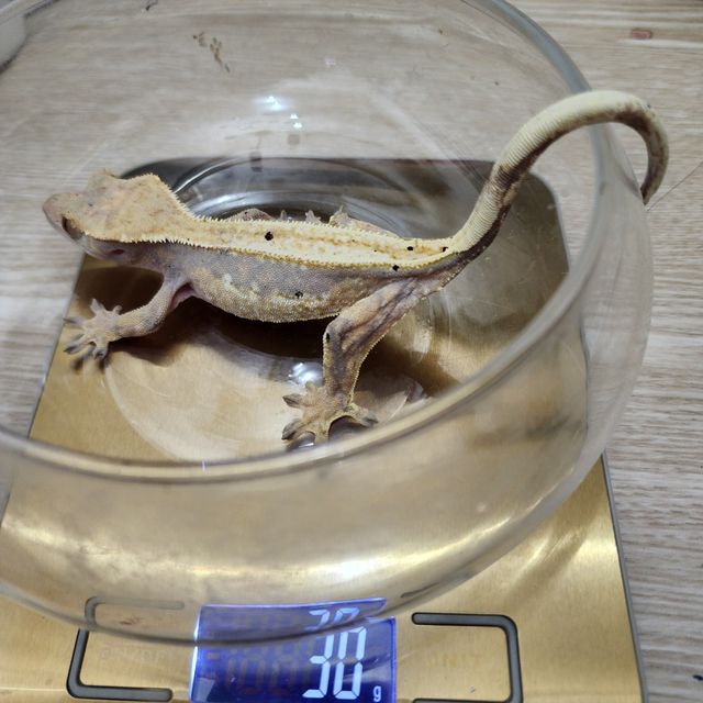 노멀 핀스트라이프