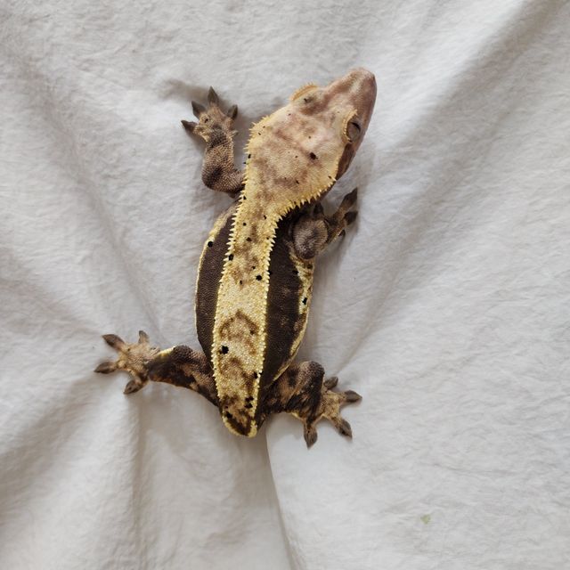 노멀 익스트림할리퀸