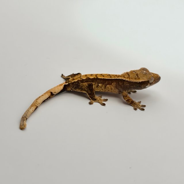 익스트림할리퀸 화이트포트홀 레드