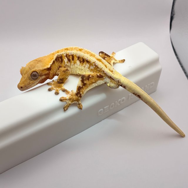 릴리화이트 트라이