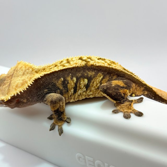 트라이 익스트림할리퀸