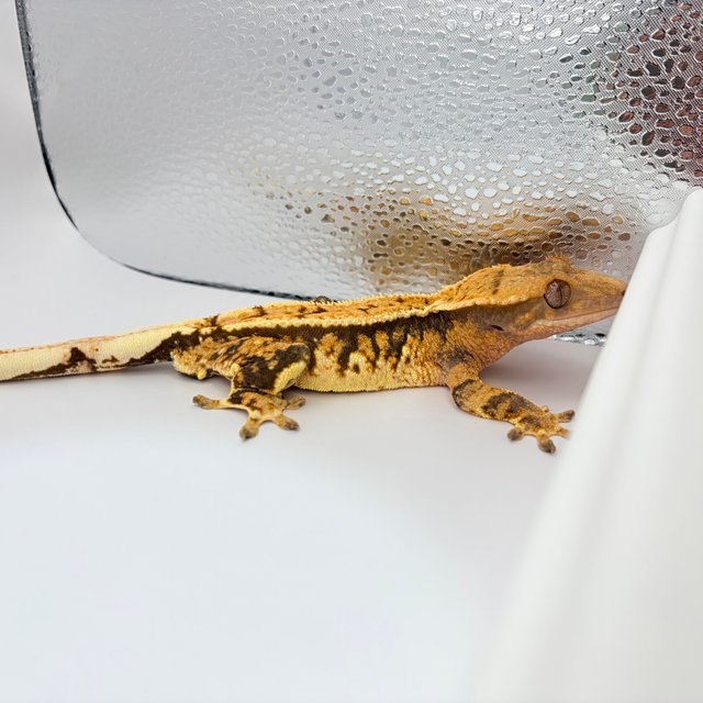 트라이 익스트림할리퀸 화이트포트홀