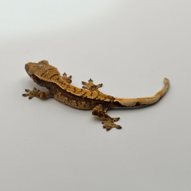 익스트림할리퀸 화이트포트홀 레드