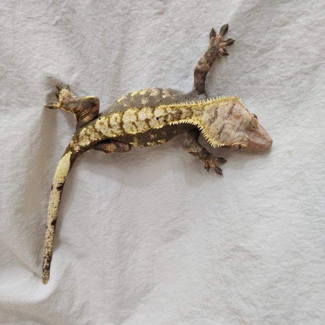 노멀 익스트림할리퀸