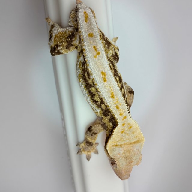 릴리화이트 트라이 화이트