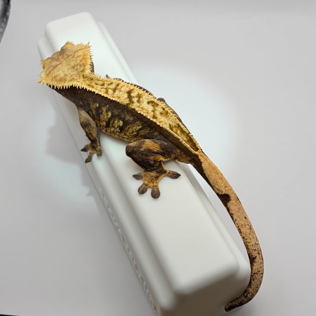 트라이 익스트림할리퀸