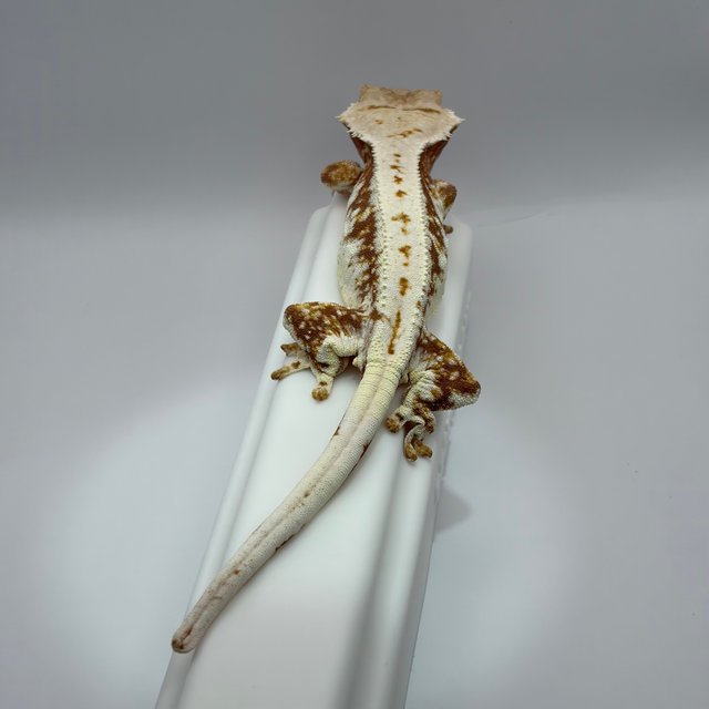 릴리화이트 레드