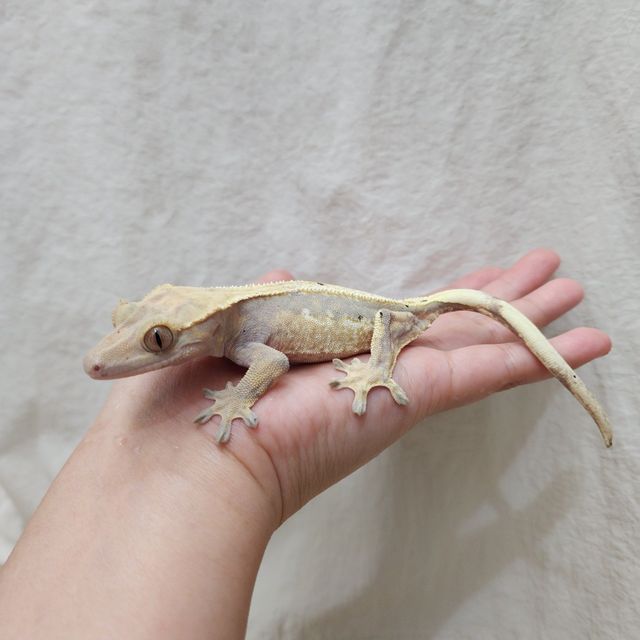 노멀 핀스트라이프