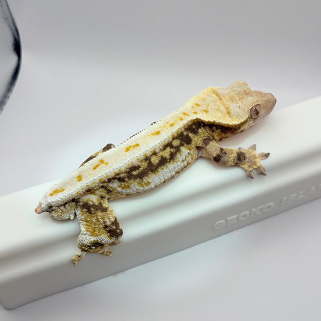 릴리화이트 트라이 화이트