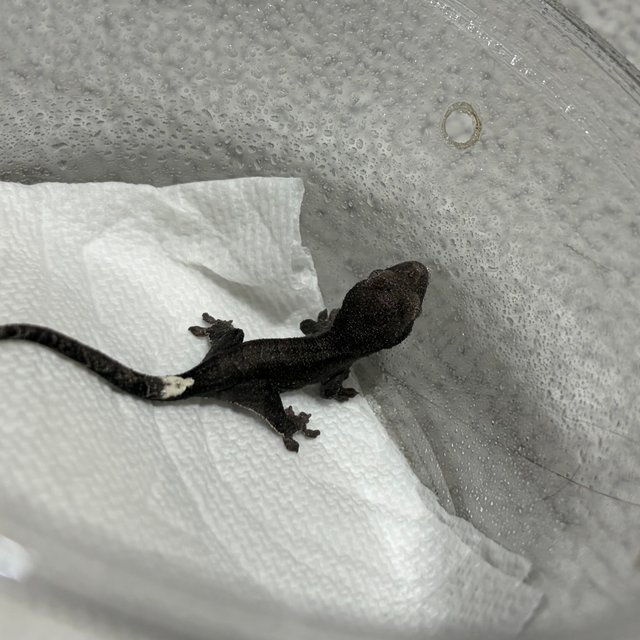 아잔틱 패턴리스