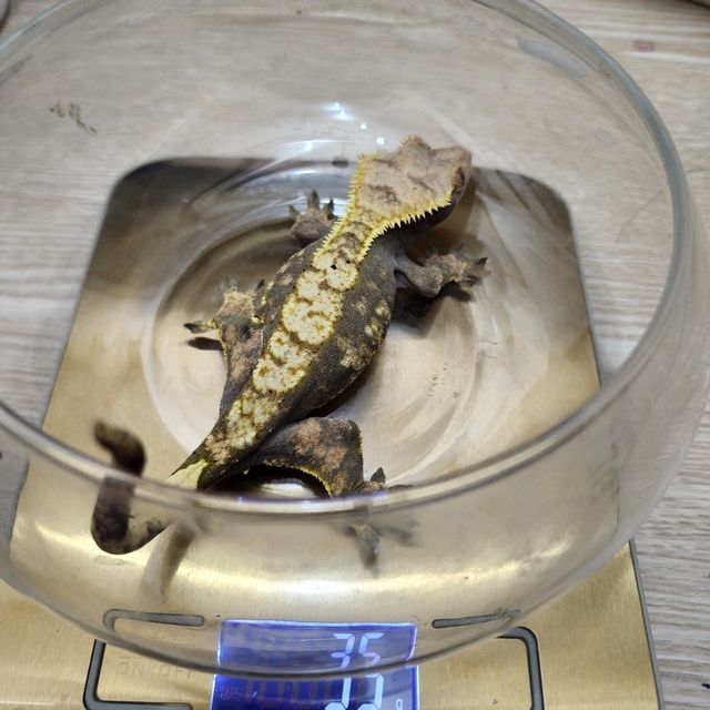 노멀 익스트림할리퀸