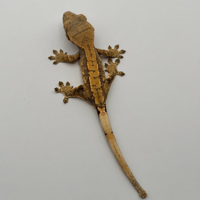 익스트림할리퀸 화이트포트홀